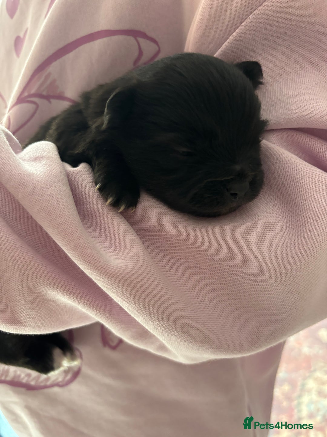 Pomchi dogs for sale: Primrose’s precious pomchi babies - Advert 9