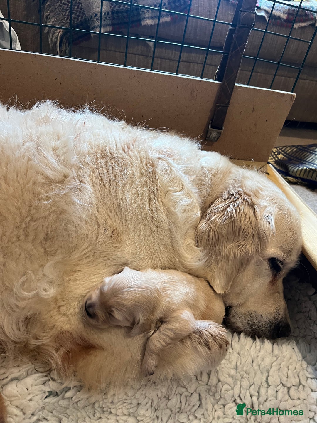 Golden Retriever dogs for sale: Golden Retriever puppies for sale- KC Devontriever - Advert 8