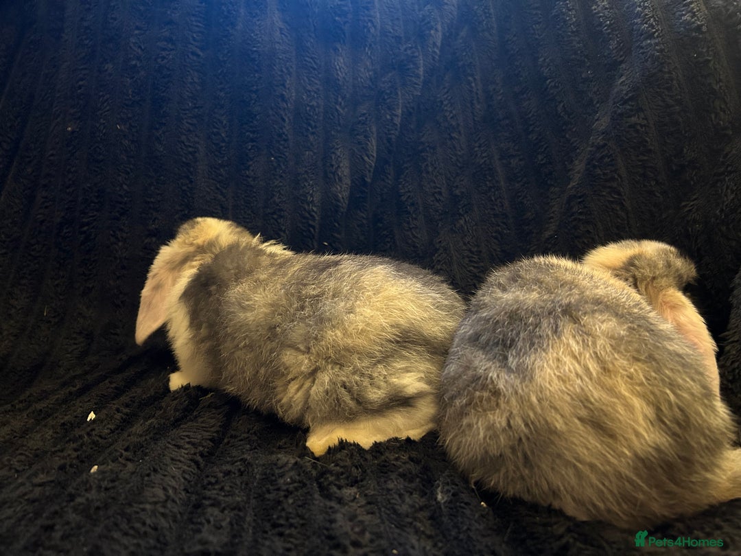 Mini Lop rabbits for sale: Mini lops  - Advert 8