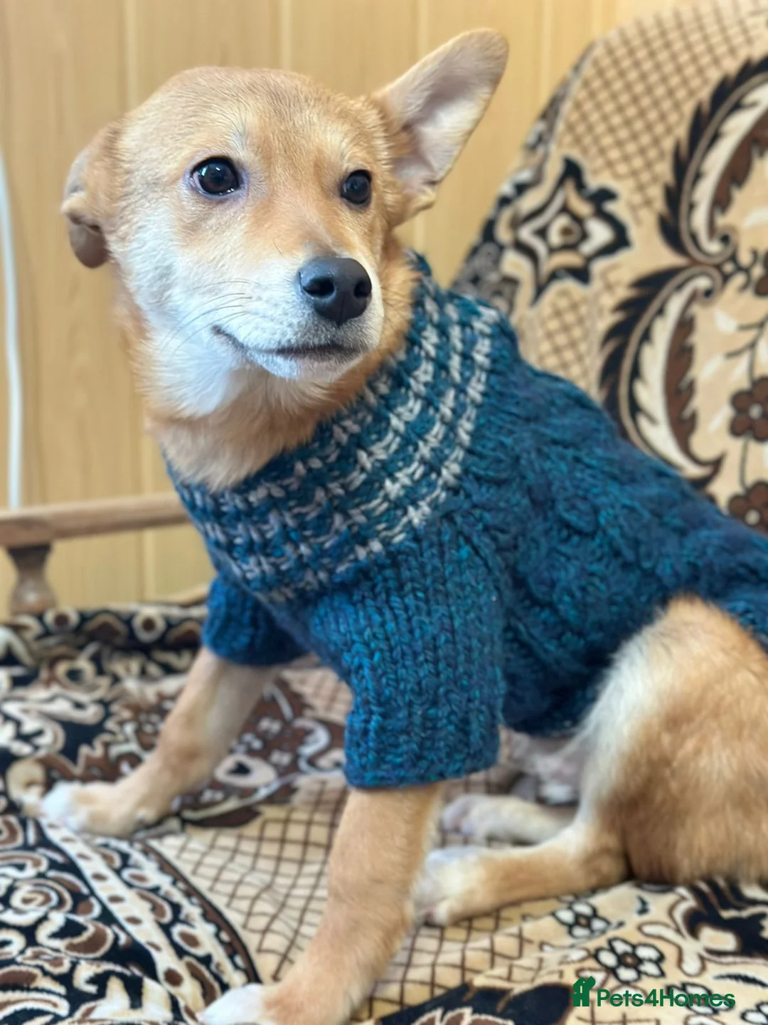 Mixed Breed dogs for adoption: 💙🐶 TUTTY 🐶💙 - Advert 6