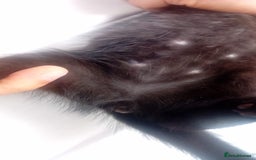 Mixed Breed cats for sale: 4 baby kittens for sale  - Image 4