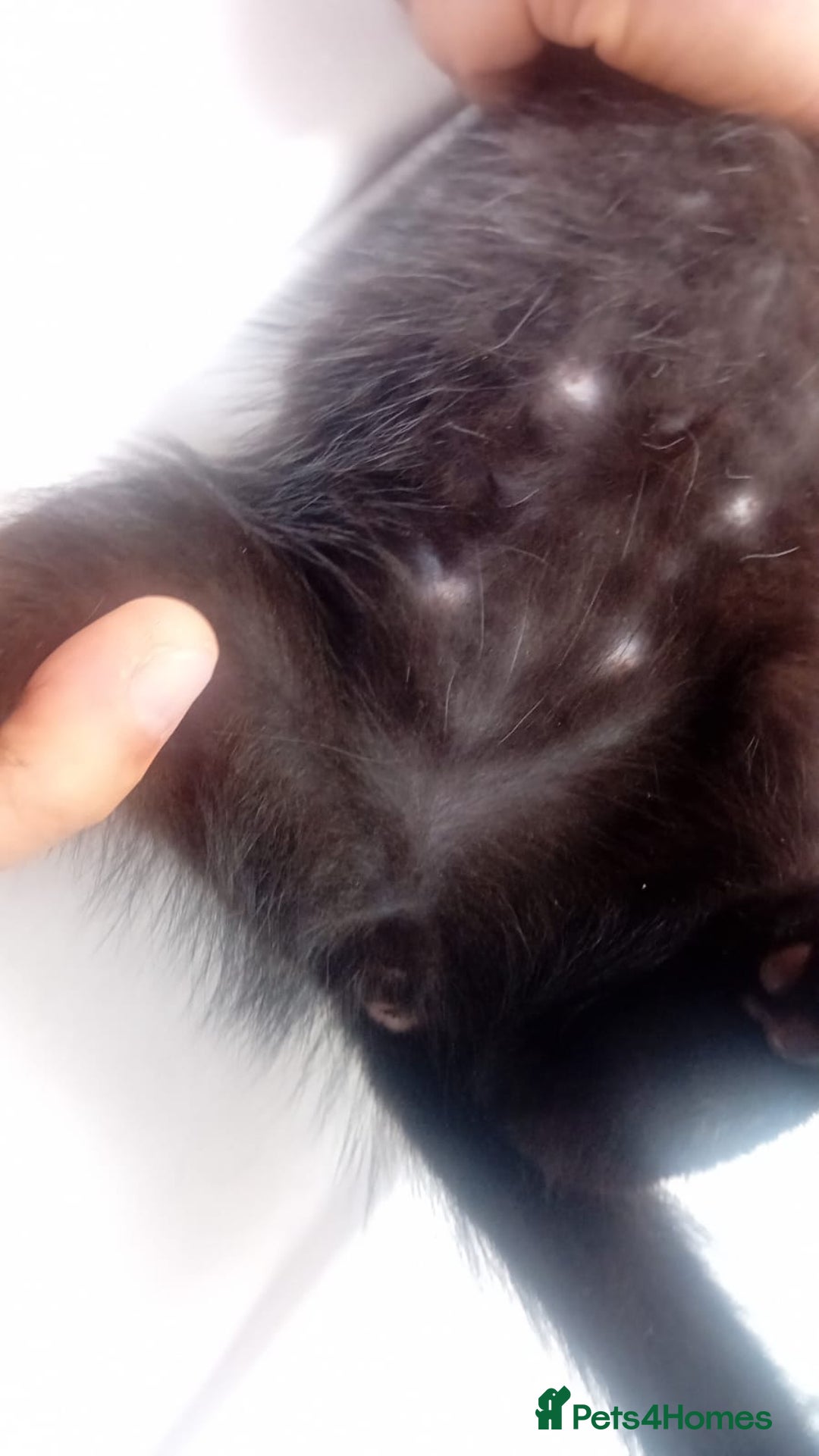 Mixed Breed cats for sale: 4 baby kittens for sale  - Image 4