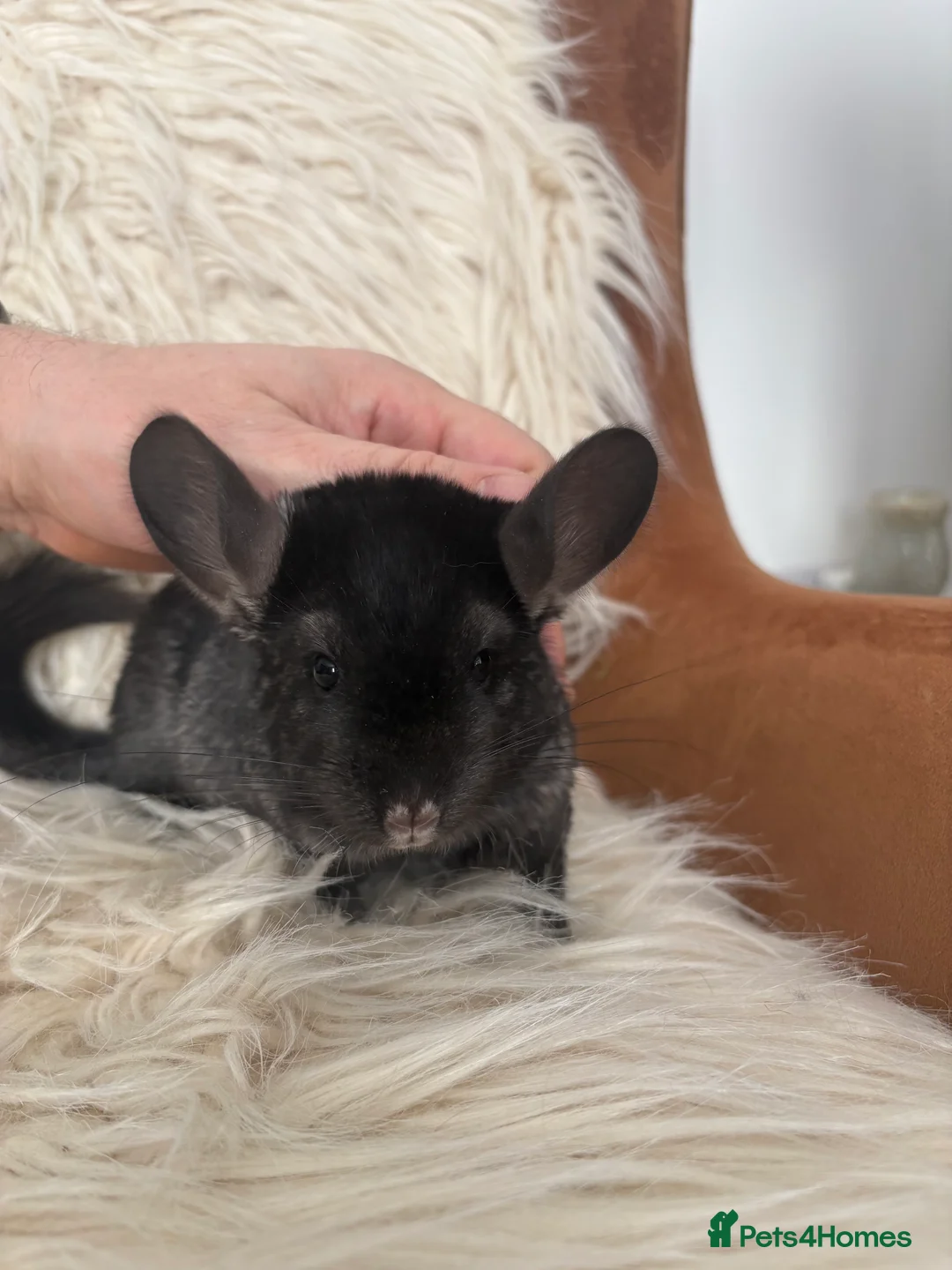 Chinchilla rodents for sale: 2 girl chinchillas ready for new home  - Advert 11