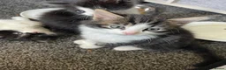 Mixed Breed cats for sale: Kittens  in Brighton - Advert 7