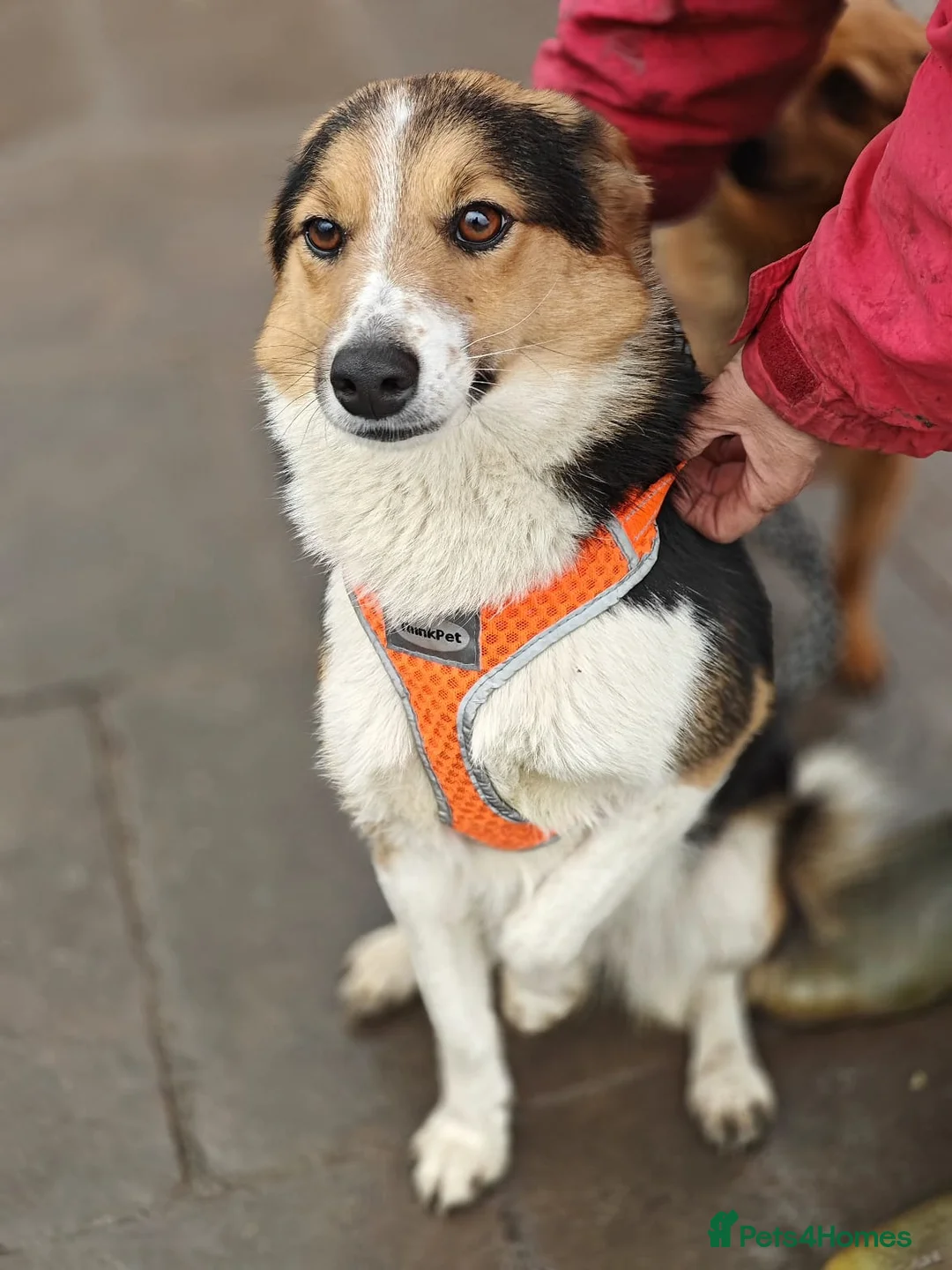 Mixed Breed dogs for adoption: ❤️🐶 LIZZIE – SOFT, GRATEFUL… SHE RECEIVES LOVE in Burton-on-Trent - Advert 1