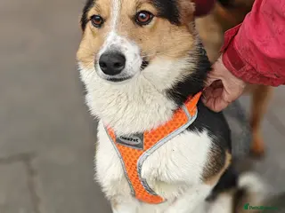 Mixed Breed dogs ❤️🐶 LIZZIE – SOFT, GRATEFUL… SHE RECEIVES LOVE - Advert 12