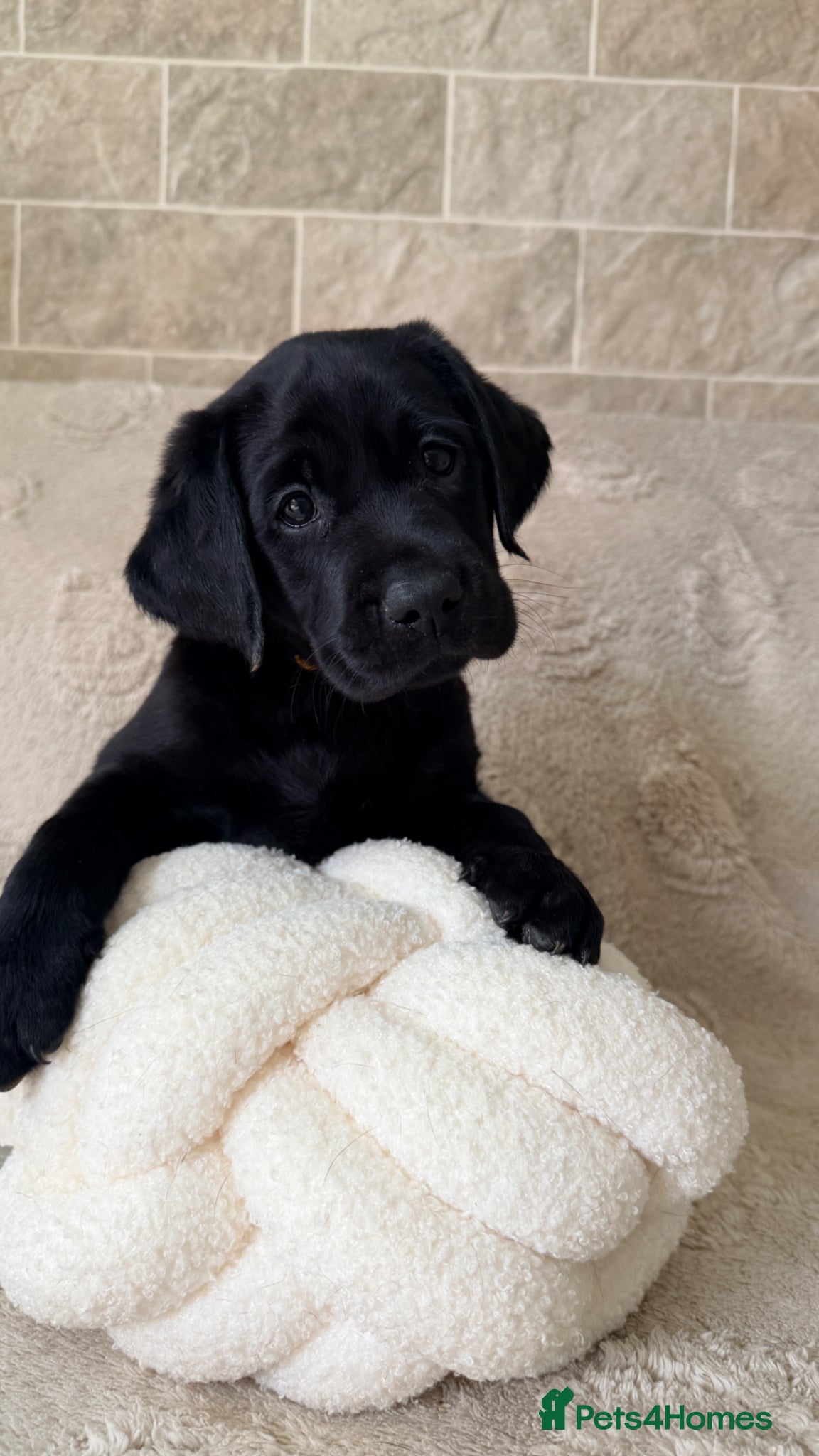 Labrador Retriever dogs KC Reg Black Labrador Puppies – Only 2 Girls Left! - Advert 1