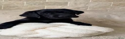 Labrador Retriever dogs for sale: KC Reg Black Labrador Puppies – Only 2 Girls Left! - Advert 1