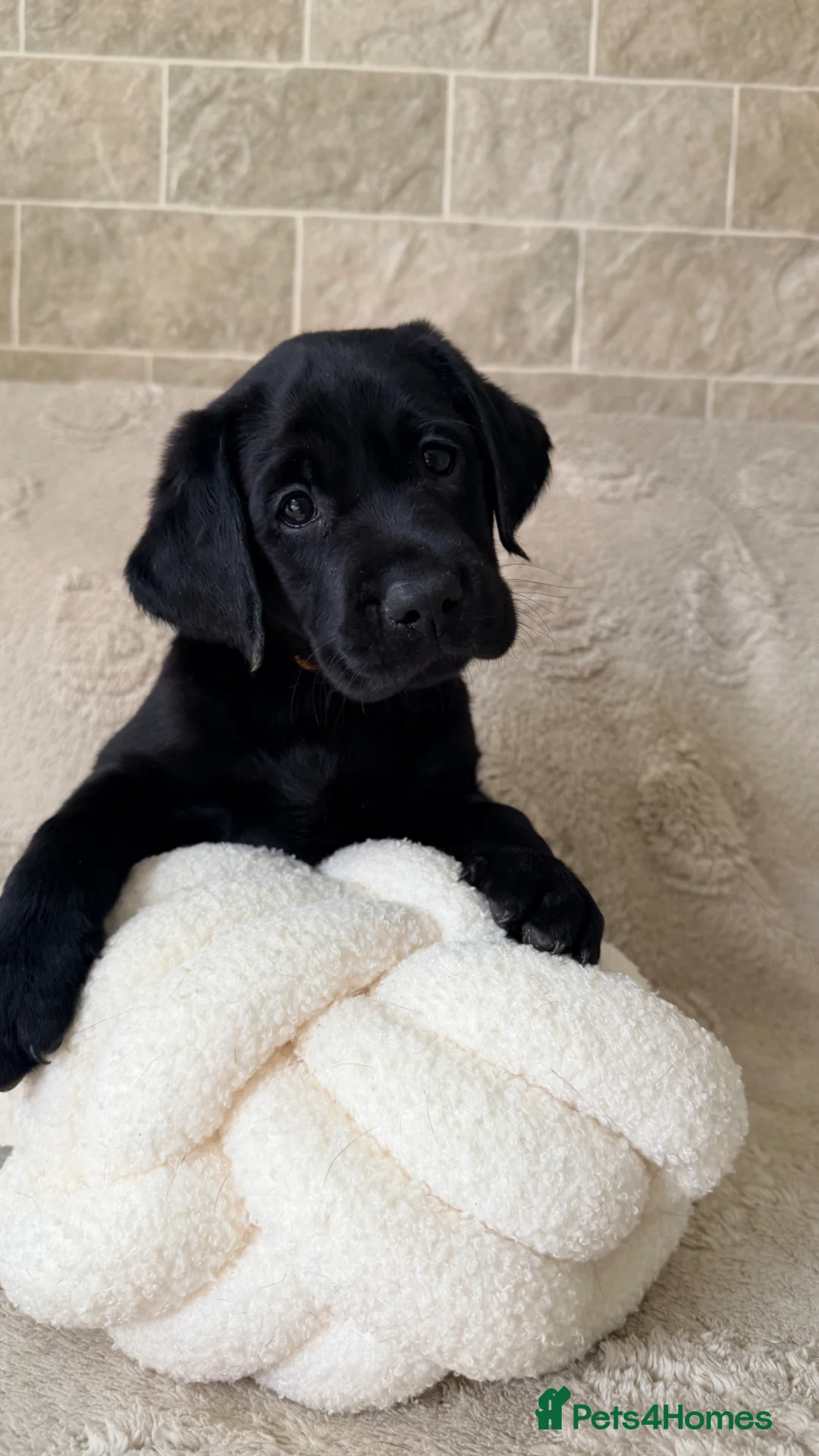 Labrador Retriever dogs for sale: KC Reg Black Labrador Puppies – Only 2 Girls Left! - Advert 1