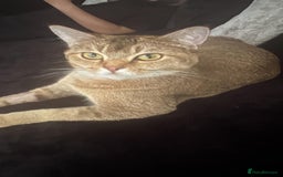 Mixed Breed cats for sale: Kittens  - Image 10
