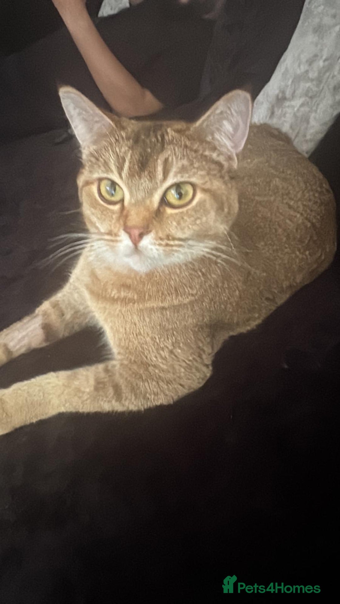 Mixed Breed cats for sale: Kittens  - Image 10