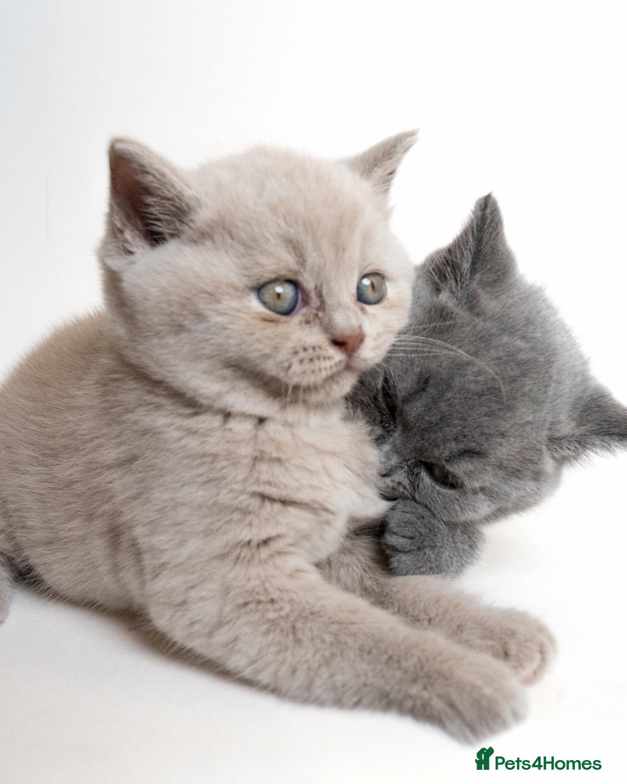 British Shorthair cats 3x British Shorthair Kittens - Ready to go - Advert 1