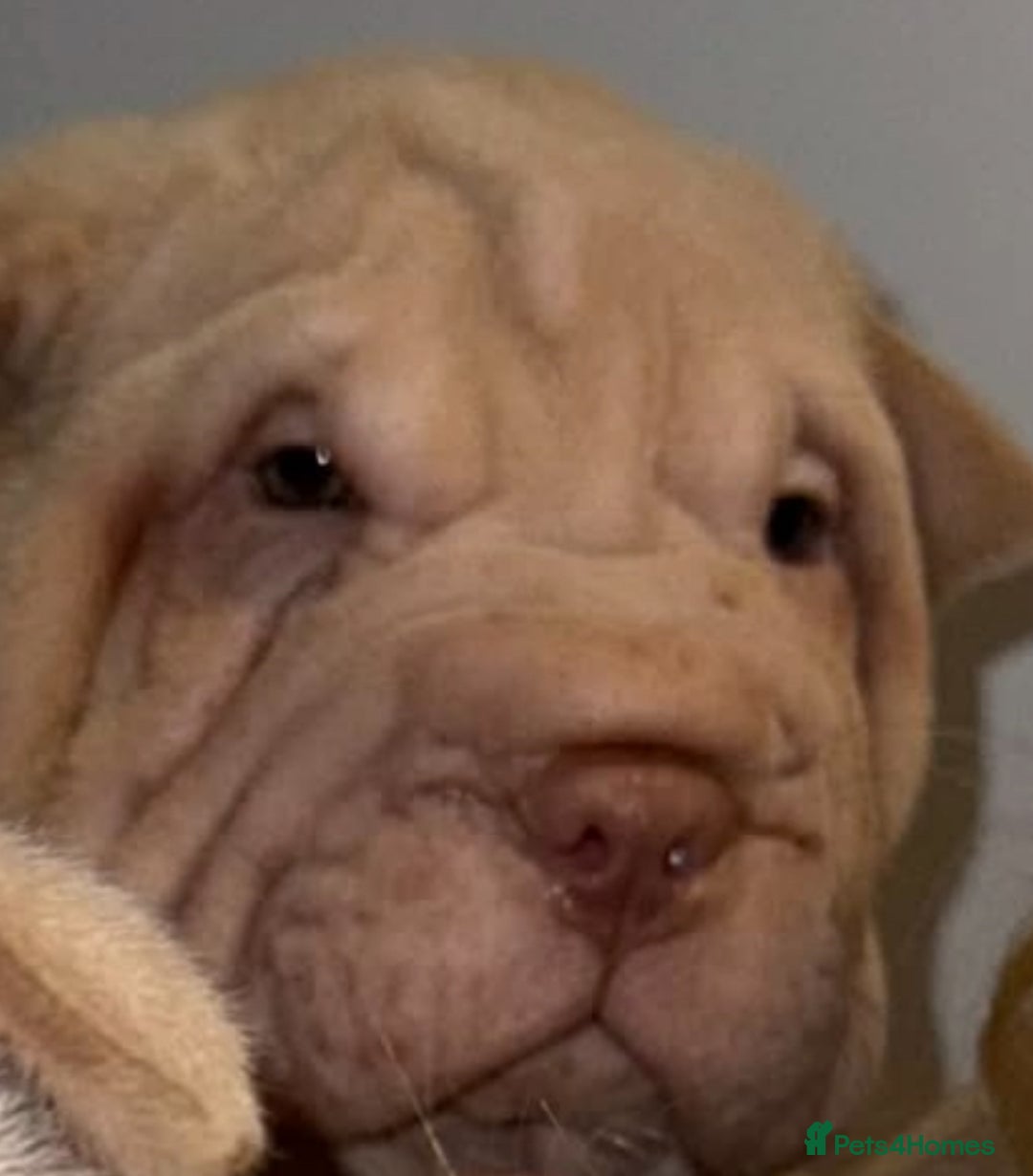 Shar Pei dogs for sale: shar peis - Advert 7