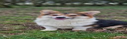 Welsh Corgi Pembroke dogs for sale: Waiting list HEALTH TESTED parent's 🐾 - Advert 5