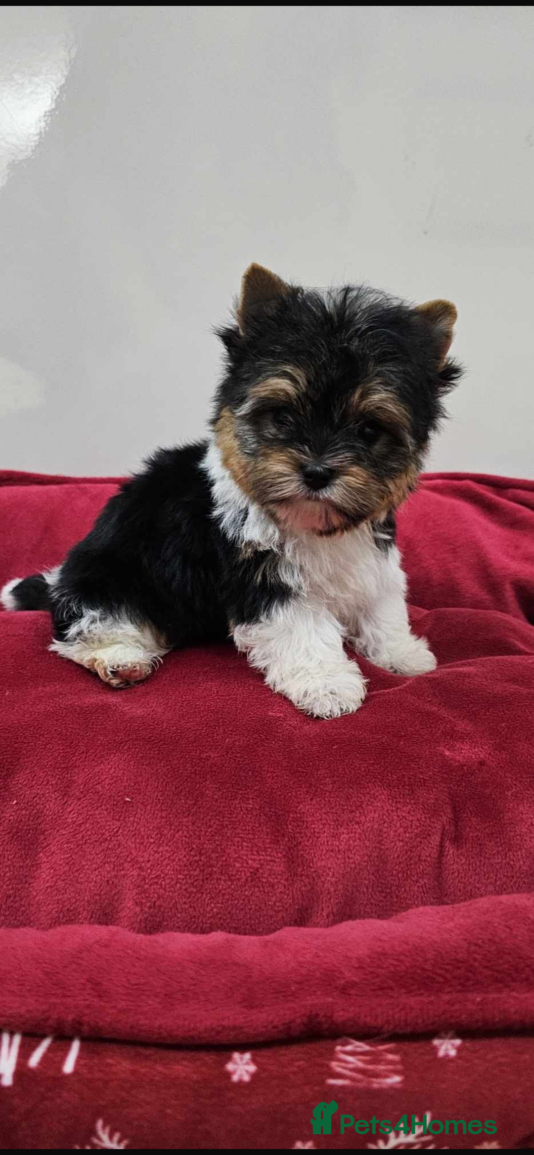 Yorkshire Terrier dogs for sale: 3 miniature Yorkshire terrier boys - Image 9