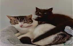 Domestic Shorthair cats for sale: Gorgeous Cat for adoption (no payment) - Image 1