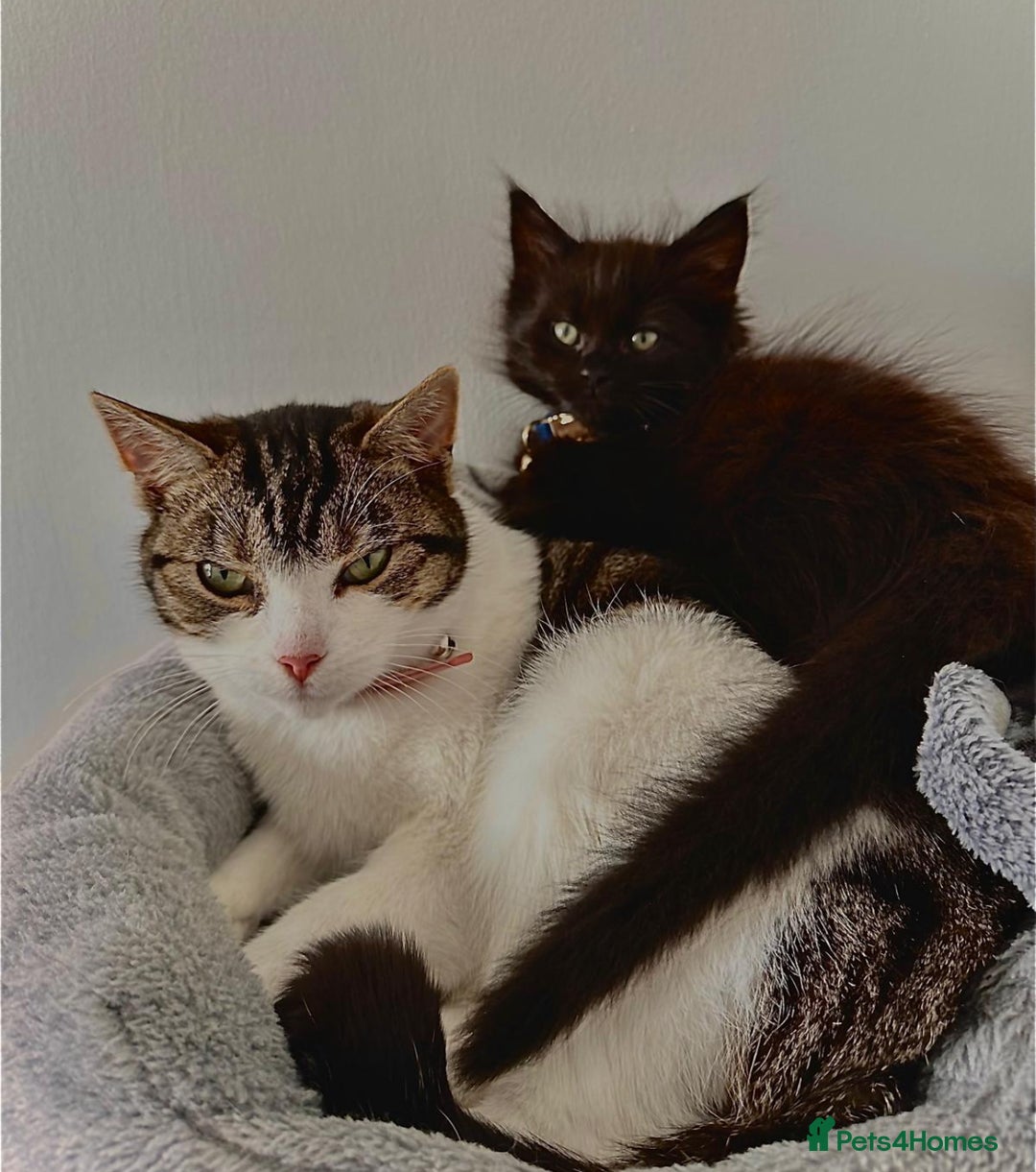 Domestic Shorthair cats for sale: Gorgeous Cat for adoption (no payment) - Image 1