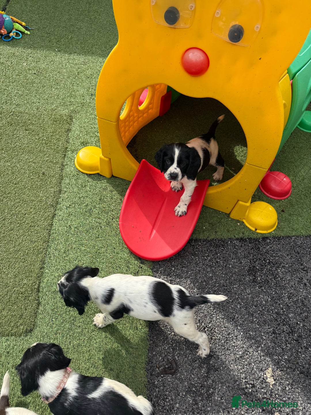 English Springer Spaniel dogs for sale: Stunning kc reg dna tested  - Image 8