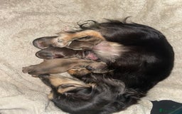 Miniature Dachshund dogs for sale: Beautiful Shaded Cream Long Haired Puppies - Image 6