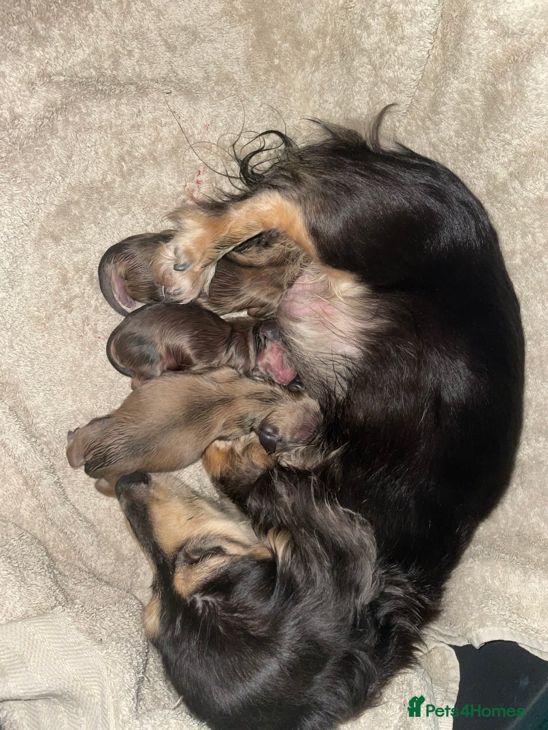 Miniature Dachshund dogs for sale: Beautiful Shaded Cream Long Haired Puppies - Image 6