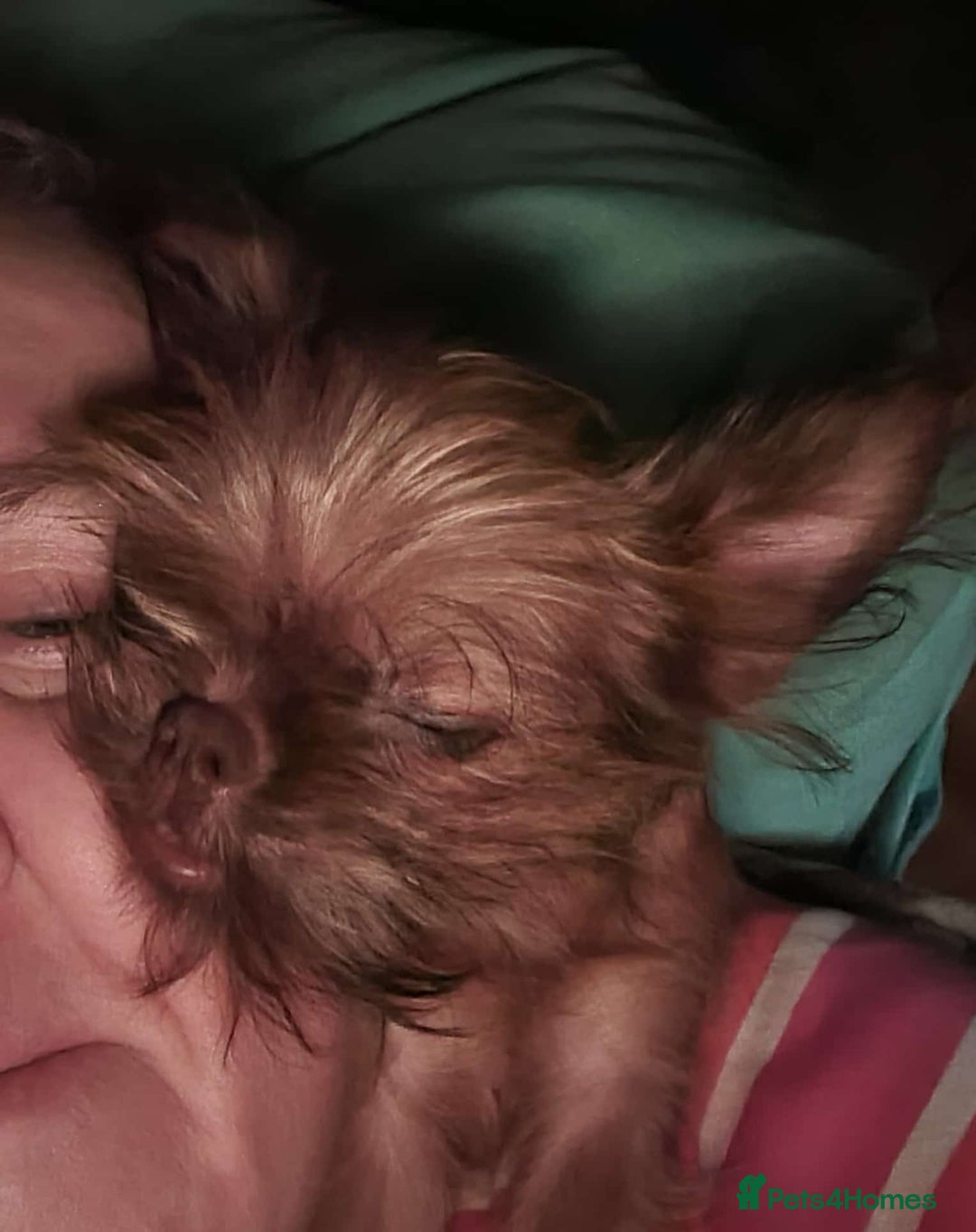 Griffon Bruxellois dogs for sale: One Beautiful Girl - Advert 6