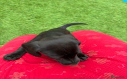 Miniature Dachshund dogs for sale: Beautiful boys 🩵 - Image 5