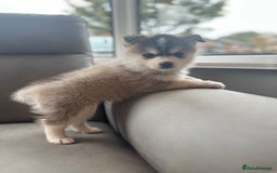 Pomsky dogs for sale: Pomsky Puppies  - Image 20