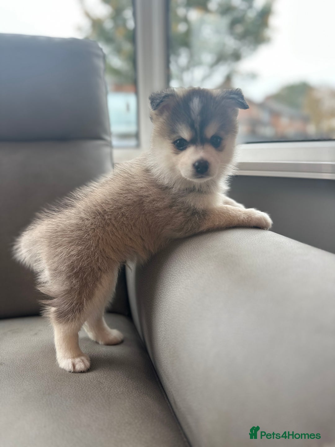 Pomsky dogs for sale: Pomsky Puppies  - Image 20