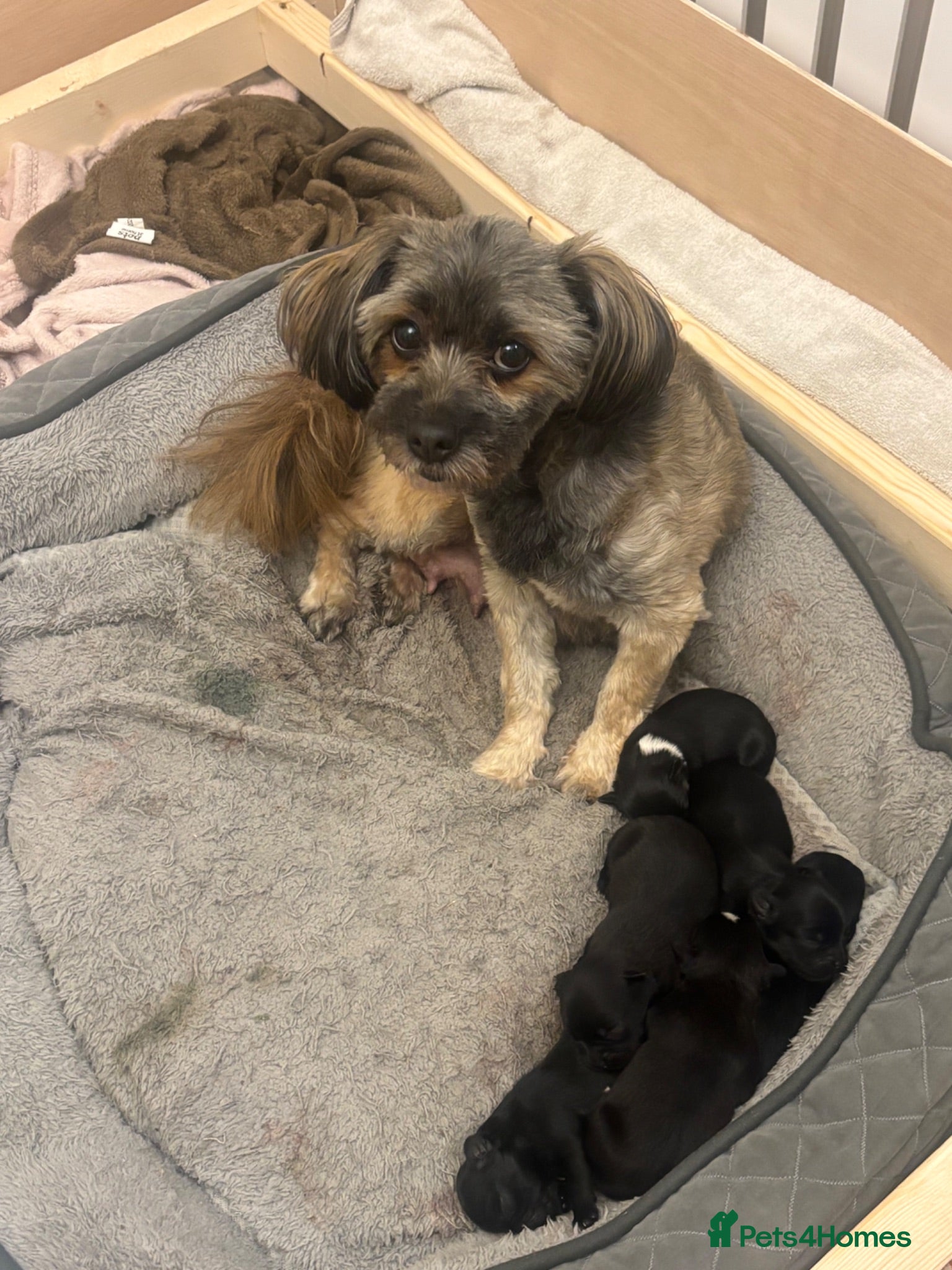 Mixed Breed dogs Chi Apso (2 girls, 1 boy remaining) - Advert 10