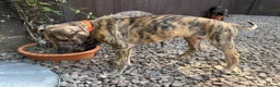 Lurcher dogs for sale: 9 lurcher pups in Skegness - Advert 28