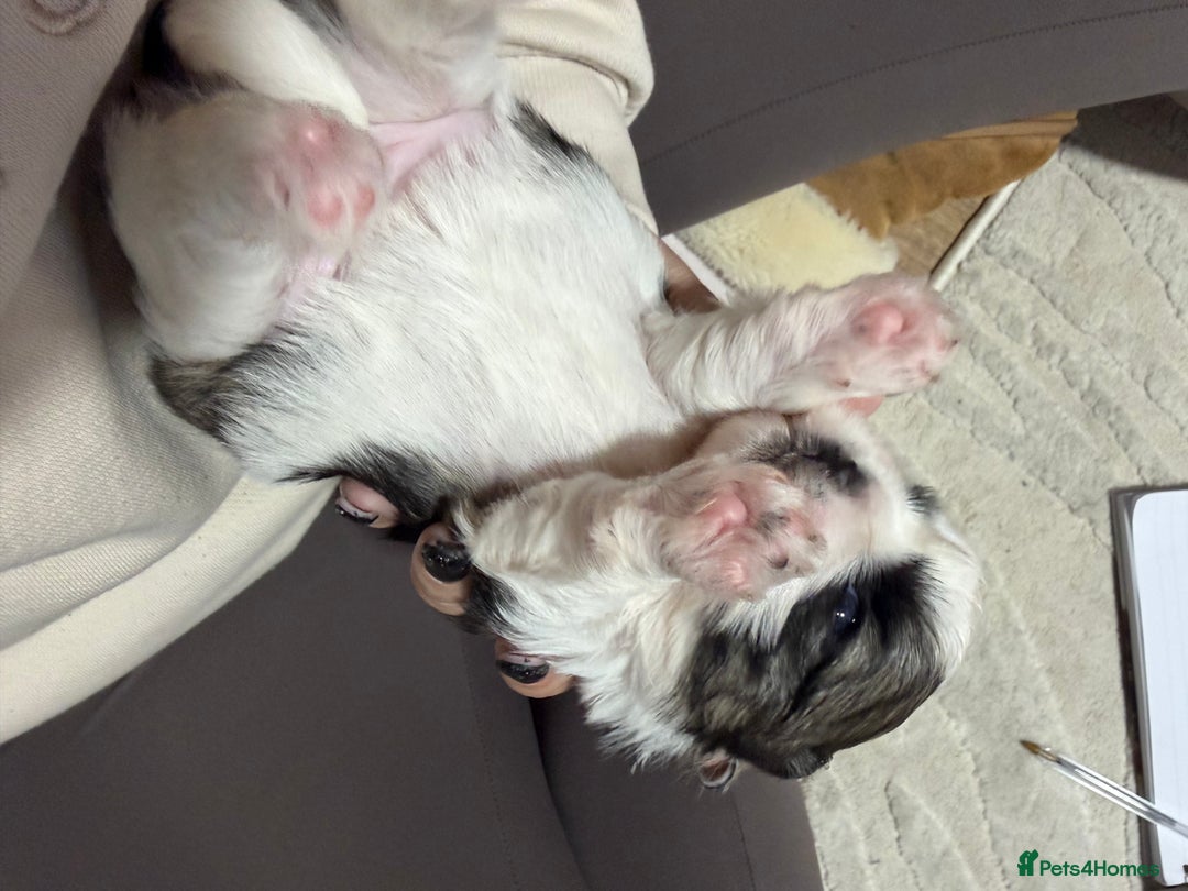 Shih Tzu dogs for sale: Shih Tzu’s  - Advert 30