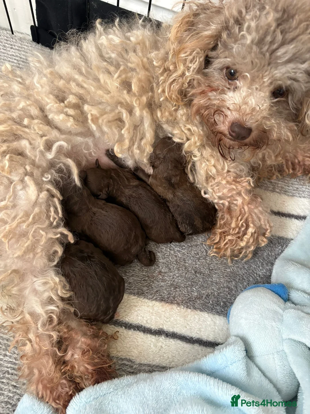 Miniature Poodle dogs for sale: Miniature asian poodles - Advert 2