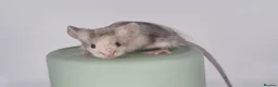 Mouse rodents for sale: Fancy Mice 🐭 - Advert 8
