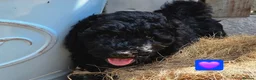 Cockapoo dogs for sale: Health Tested F1b Cockapoo Puppies - Advert 12