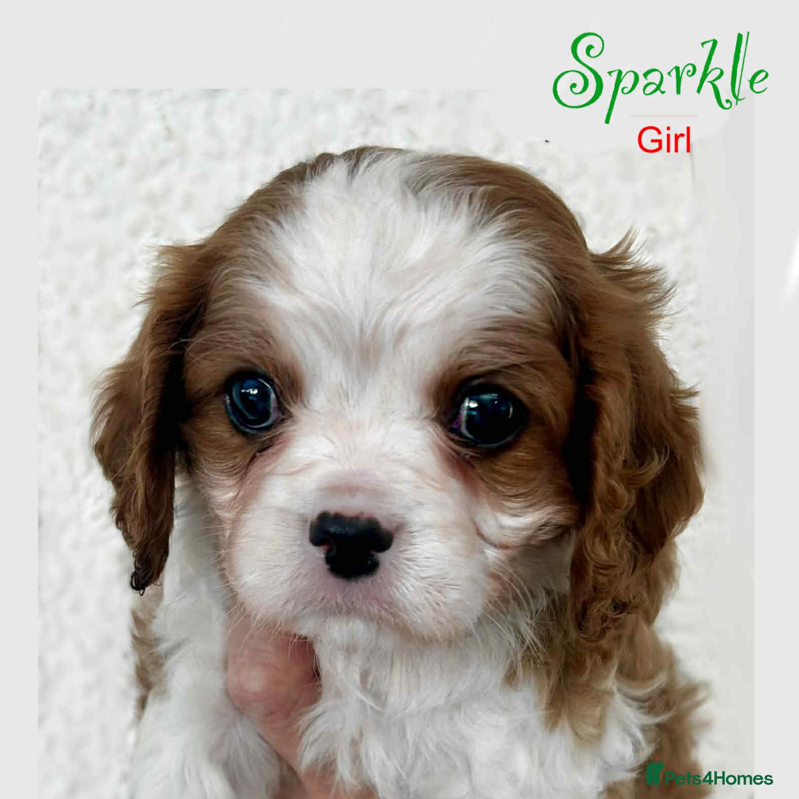 Cavalier King Charles Spaniel dogs Beautiful Cavalier King Charles Puppies - Advert 1