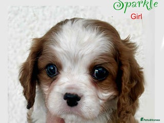 Cavalier King Charles Spaniel dogs Beautiful Cavalier King Charles Puppies - Advert 1