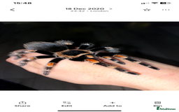 Tarantulas invertebrates for sale: Female Mexican red knee tarantula and set up - Image 1