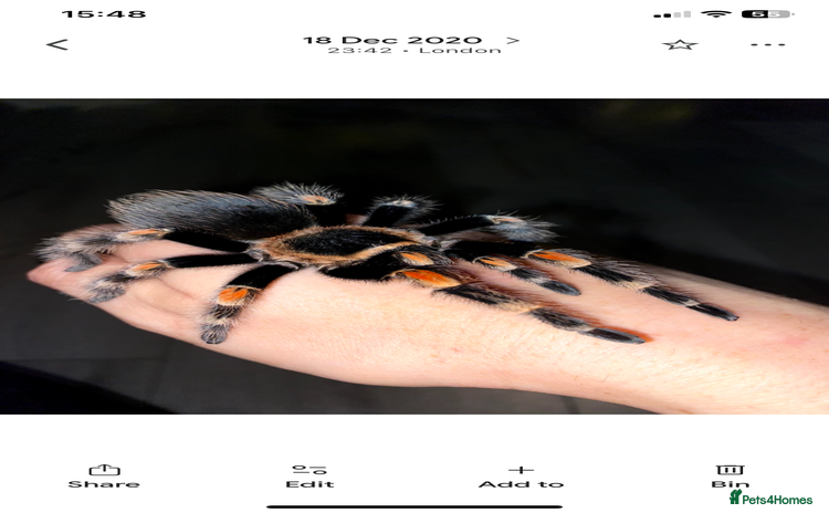 Tarantulas invertebrates - Advert 3