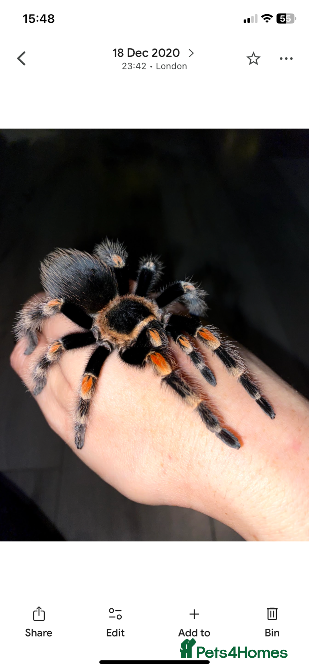 Tarantulas invertebrates for sale: Female Mexican red knee tarantula and set up - Image 1