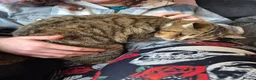 Selkirk Rex cats for sale: Pedigree selkirk rex cuddliest boy - Advert 13