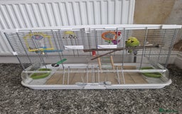 Budgerigars birds for sale: Charlie the Budgie looking for a loving home  - Image 6