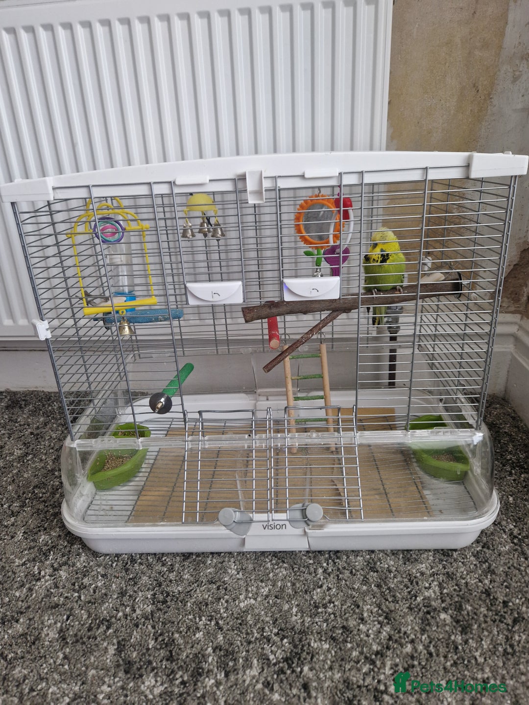 Budgerigars birds for sale: Charlie the Budgie looking for a loving home  - Image 6
