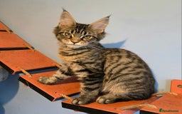 Maine Coon cats for sale: Ready to go!  Stunning Mainecoon Kittens  - Image 5