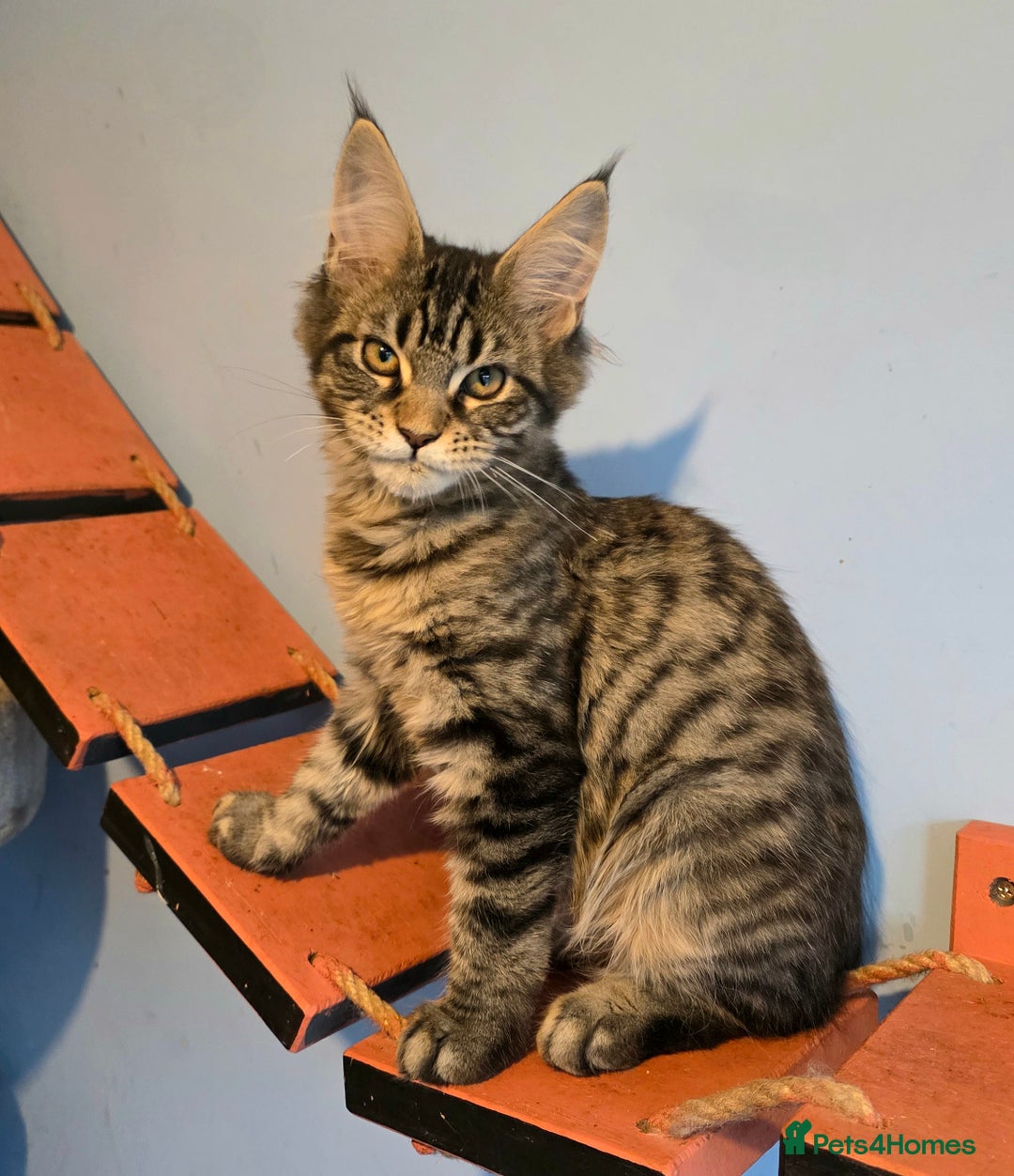 Maine Coon cats for sale: Ready to go!  Stunning Mainecoon Kittens  - Image 5