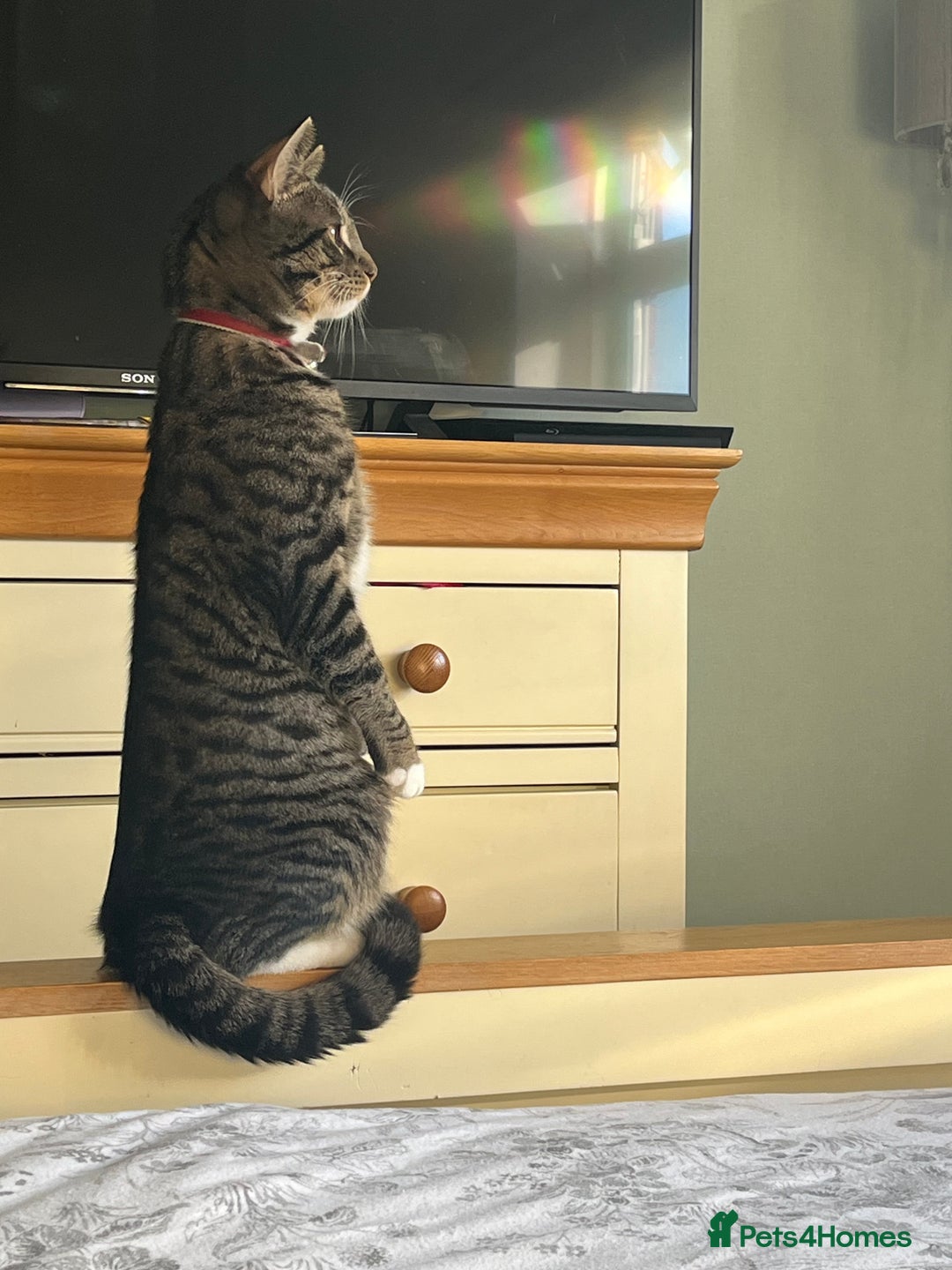 British Shorthair cats for sale: Harry  - Advert 5