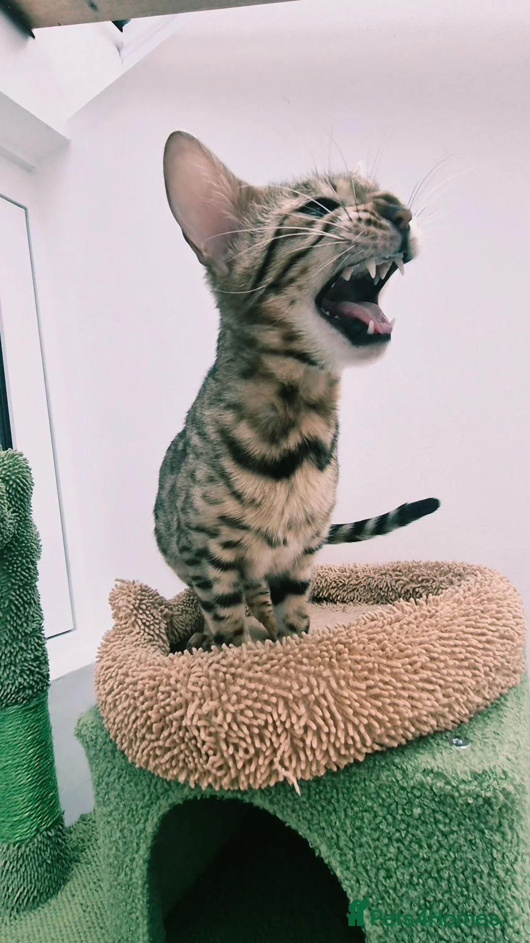 Bengal cats for sale:  female pure bengal  - Advert 2
