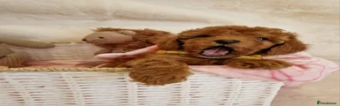 Cavapoo 7