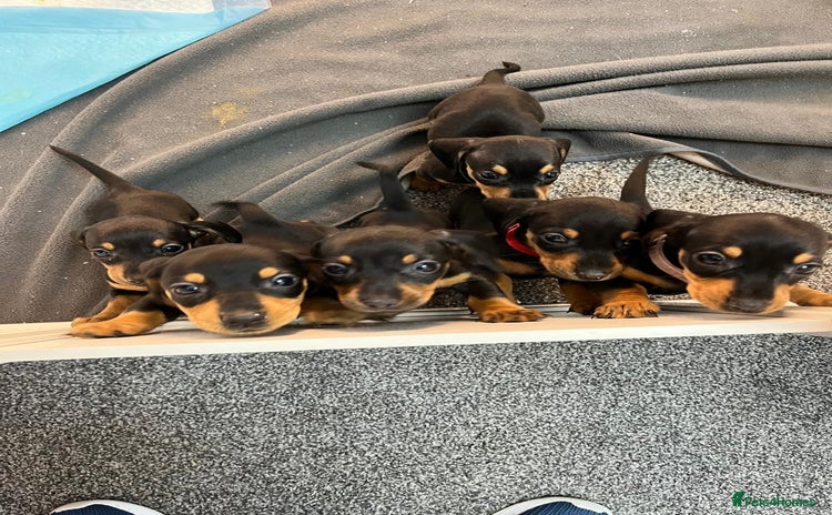 Miniature Dachshund dogs - Advert 6