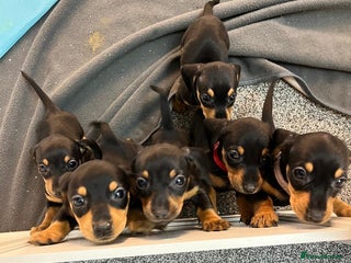 Miniature Dachshund dogs - Advert 4