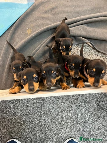 Miniature Dachshund dogs - Advert 5
